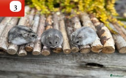 Hamster rodents for sale: Dwarf winter white russian hamsters. Sheffield. - Image 3