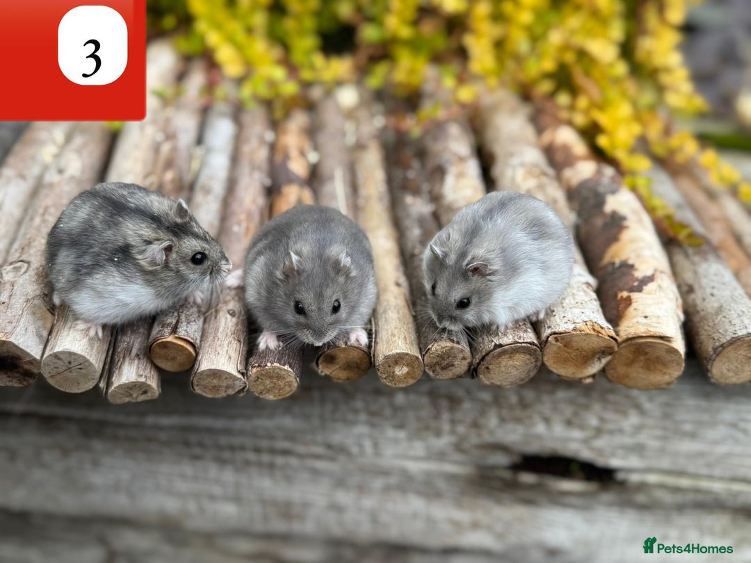 Hamster rodents for sale: Dwarf winter white russian hamsters. Sheffield. - Image 3