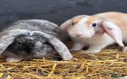 Mini Lop rabbits for sale: 2 sweet bonded mini lop girls - Image 1