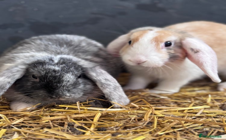 Mini Lop rabbits - Advert 3