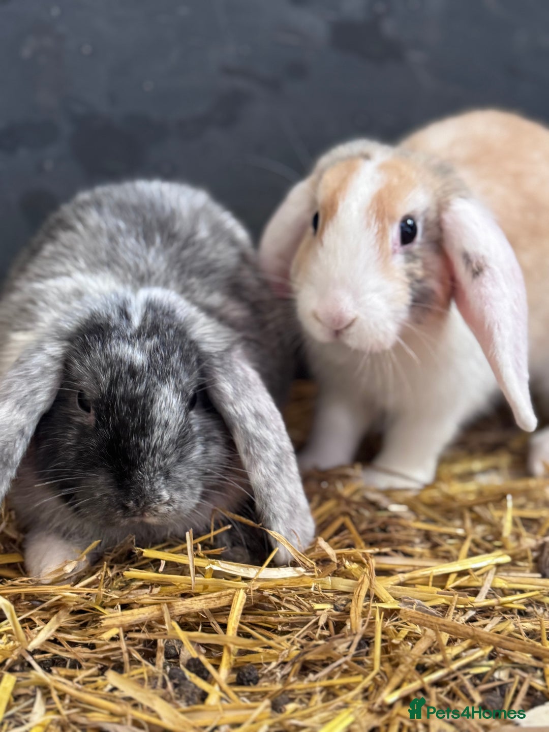 Mini Lop rabbits for sale: 2 sweet bonded mini lop girls - Image 1