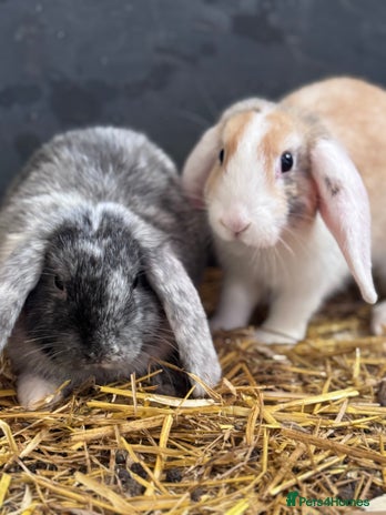 Mini Lop rabbits - Advert 17