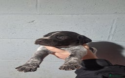 German Wirehaired Pointer dogs for sale: German Wirehaired Puppies 3Dogs READY NOW  in Consett - Image 34