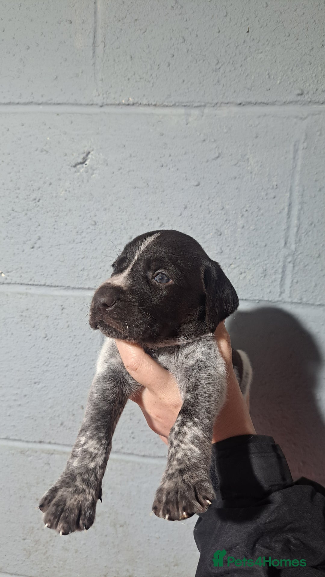 German Wirehaired Pointer dogs for sale: German Wirehaired Puppies 3Dogs READY NOW  in Consett - Image 34