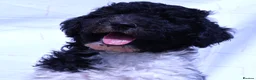 Labradoodle dogs for sale: A Better Start Fully Vaccinated Manners HomeRaised - Advert 22