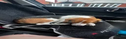 Beagle dogs for sale: Lovely, beautiful beagle for sale - Advert 2