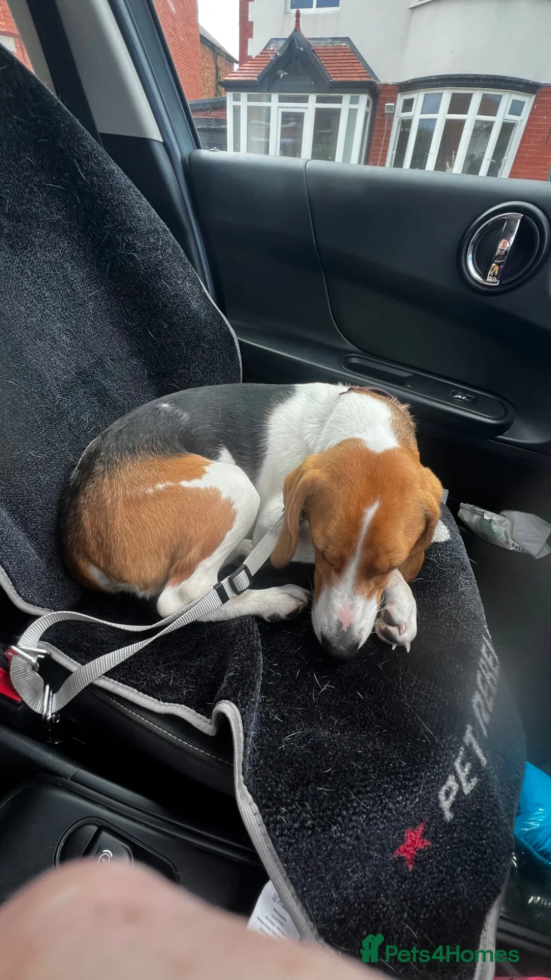 Beagle dogs for sale: Lovely, beautiful beagle for sale - Advert 2
