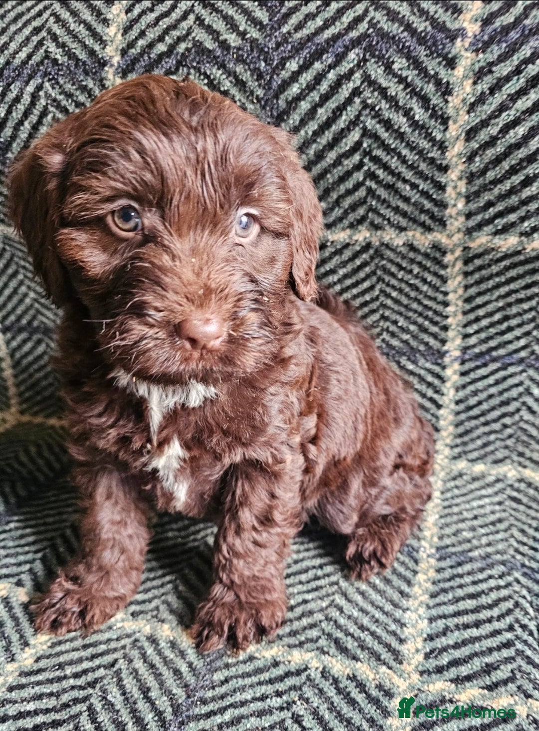 Cockapoo dogs for sale: Cockerapoo puppies F1 - Advert 10