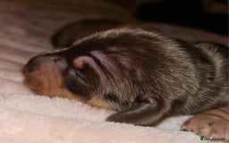 Dachshund dogs for sale: Dashound puppies - Image 18