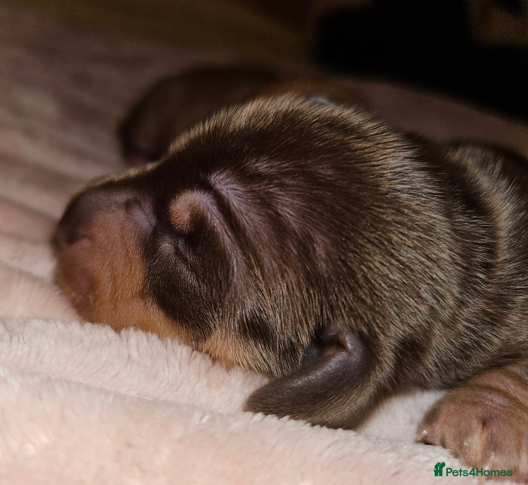 Dachshund dogs for sale: Dashound puppies - Image 18