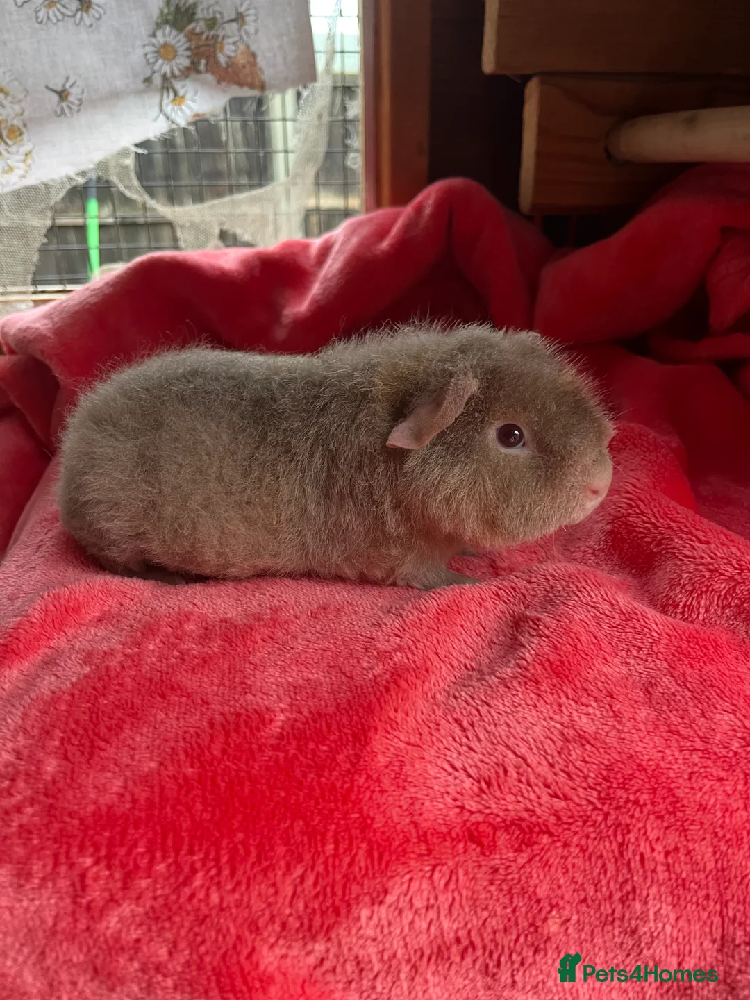 Guinea Pig rodents for sale: Young male Teddy - Advert 3