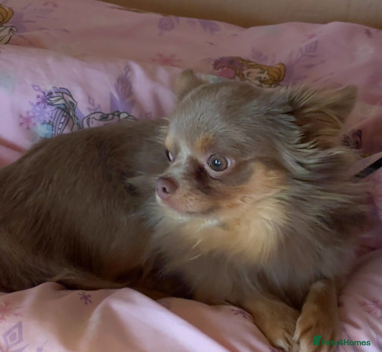 Chihuahua dogs LAST CHIHUAHUA GIRL PUPPY - Advert 17