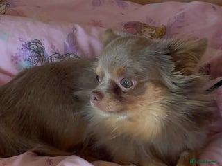 Chihuahua dogs Chihuahua puppies ready now - Advert 1