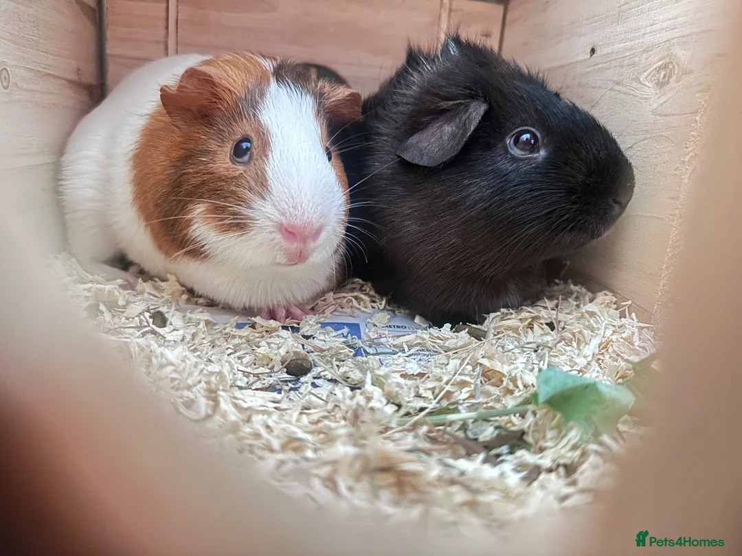 Guinea Pig rodents for sale: TWO MALE PIGS  in Birmingham - Advert 4