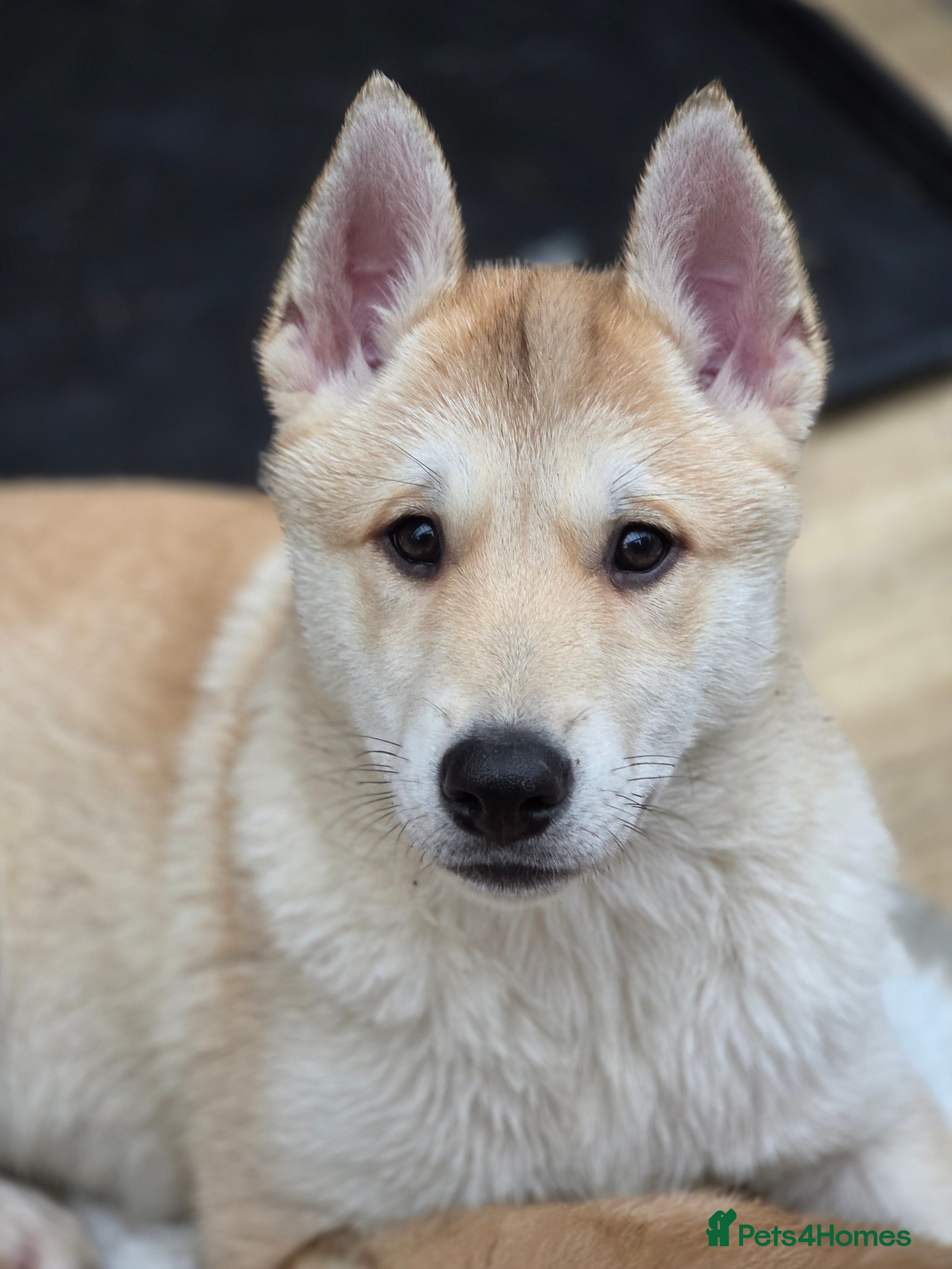 Mixed Breed dogs Wolfdog cross Puppies/ready to go  - Advert 12