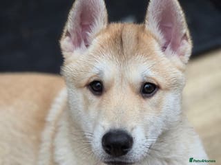 Mixed Breed dogs Wolfdog cross Puppies/ready to go - Advert 5