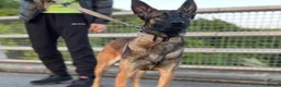 Belgian Shepherd Dog dogs for sale: 💥💥 Last 2 Belgium Malinois 💥💥 in Liverpool - Advert 8