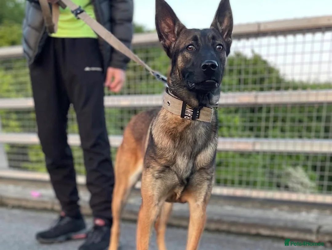 Belgian Shepherd Dog dogs for sale: 💥💥 Last 2 Belgium Malinois 💥💥 in Liverpool - Advert 8