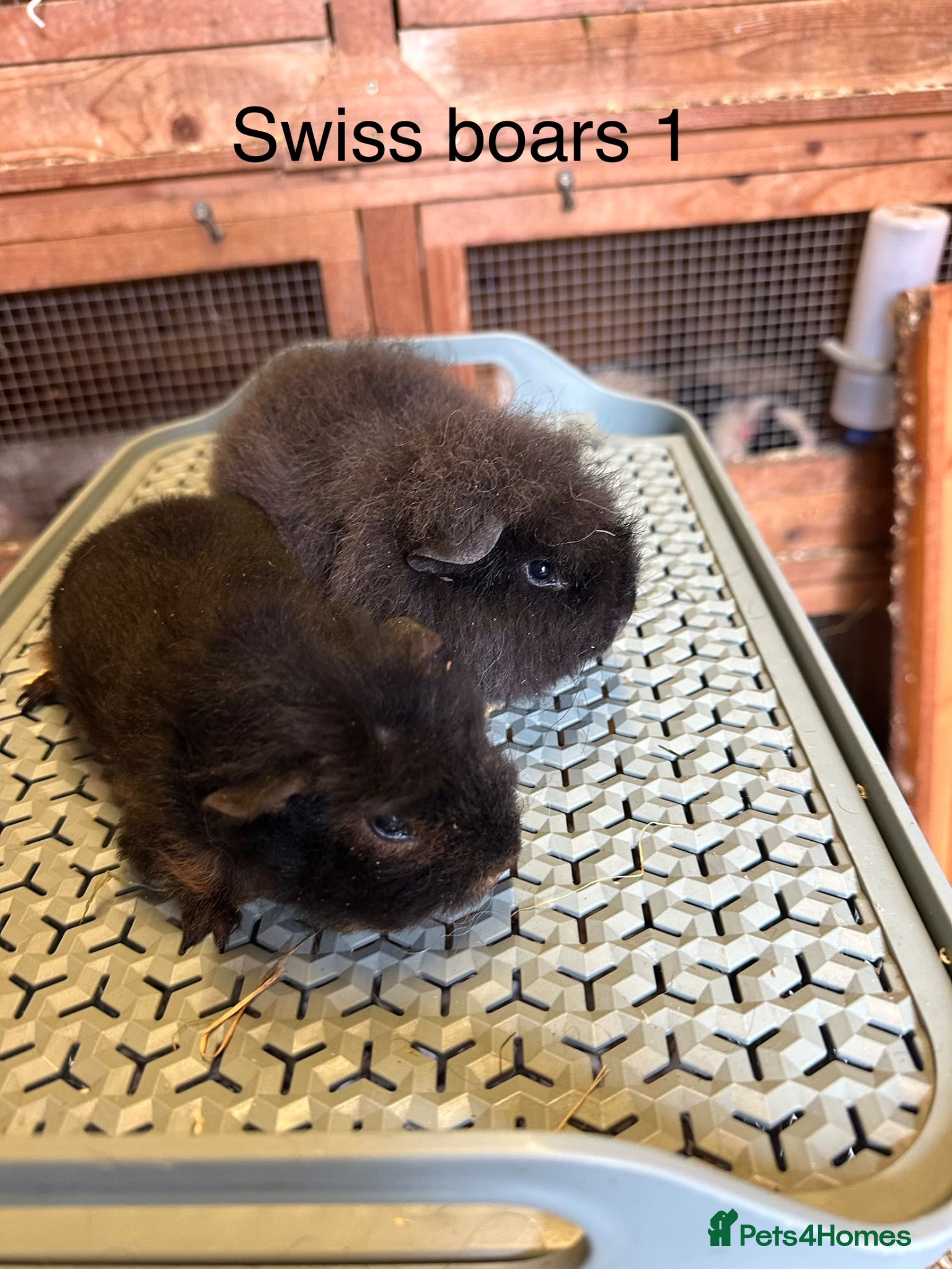 Guinea Pig rodents Teddy,swiss and funky guinea pigs - Advert 17