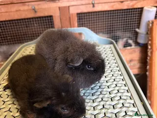 Guinea Pig rodents Teddy,swiss and funky guinea pigs - Advert 17