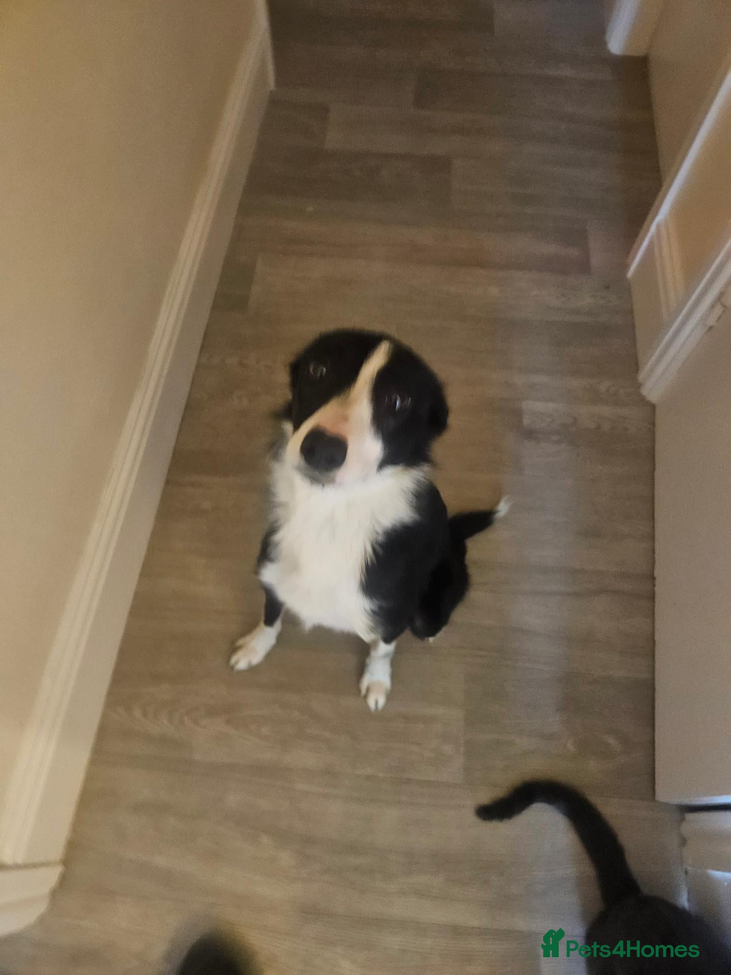 Border Collie dogs for sale: Meet Tess - Advert 1