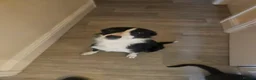 Border Collie dogs for sale: Meet Tess in Holyhead - Advert 1