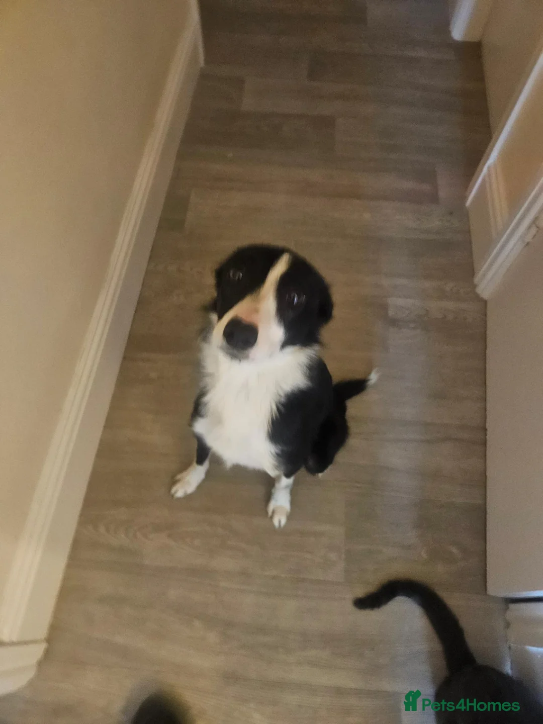 Border Collie dogs for sale: Meet Tess in Holyhead - Advert 1