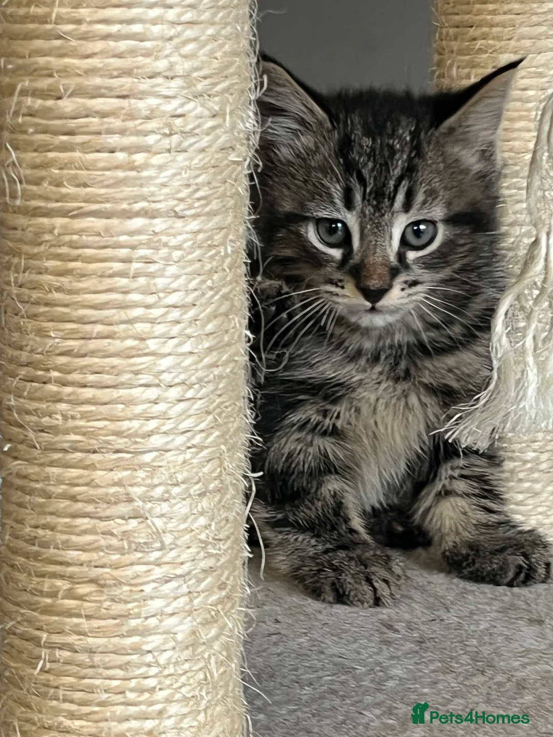 Mixed Breed cats for sale: Stunning Mixed Breed Tabby Male Kittens Available - Advert 1