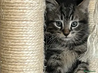 Mixed Breed cats Stunning Mixed Breed Tabby Male Kittens Available - Advert 2