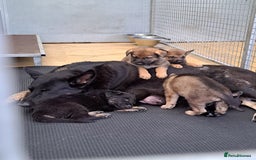 German Shepherd dogs for sale: CZECH DDR WEST GERMAN OLD BLOODLINE KC - Image 1