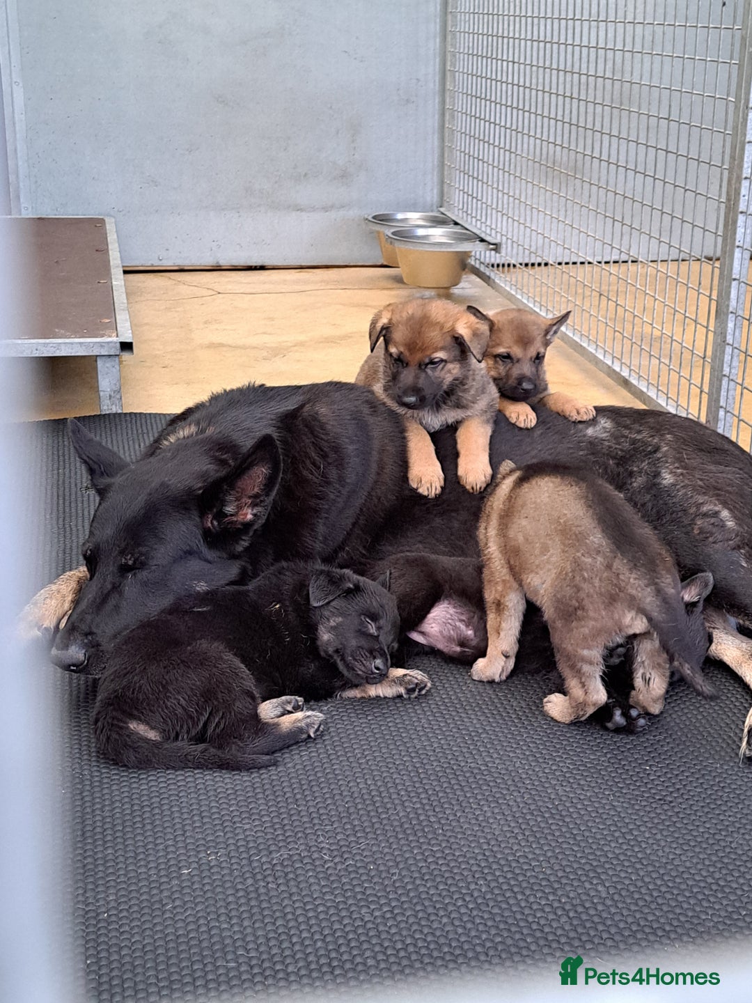 German Shepherd dogs for sale: CZECH DDR WEST GERMAN OLD BLOODLINE KC - Image 1