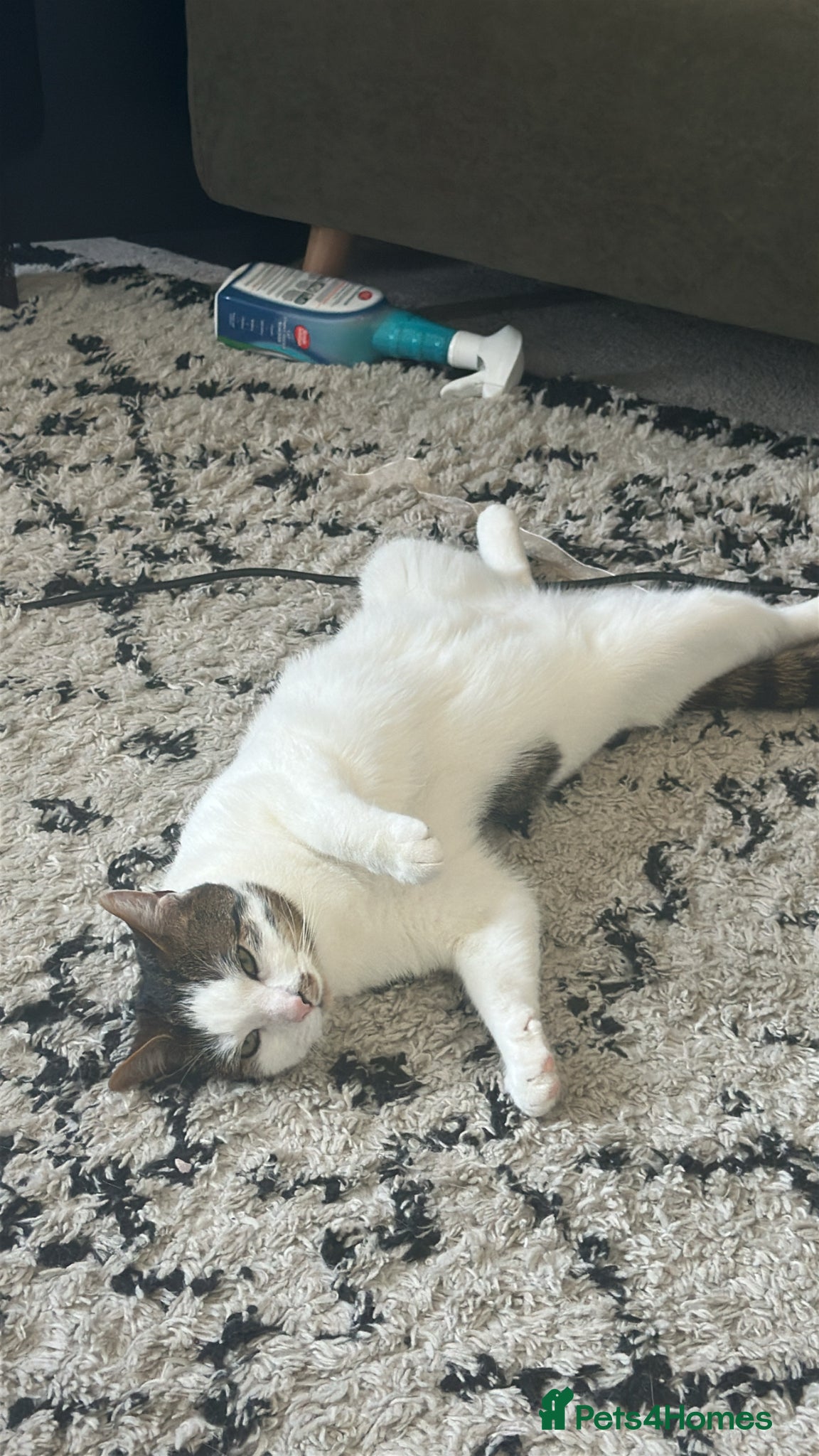 Domestic Shorthair cats for sale: White & tabby 1 year old male  - Advert 4