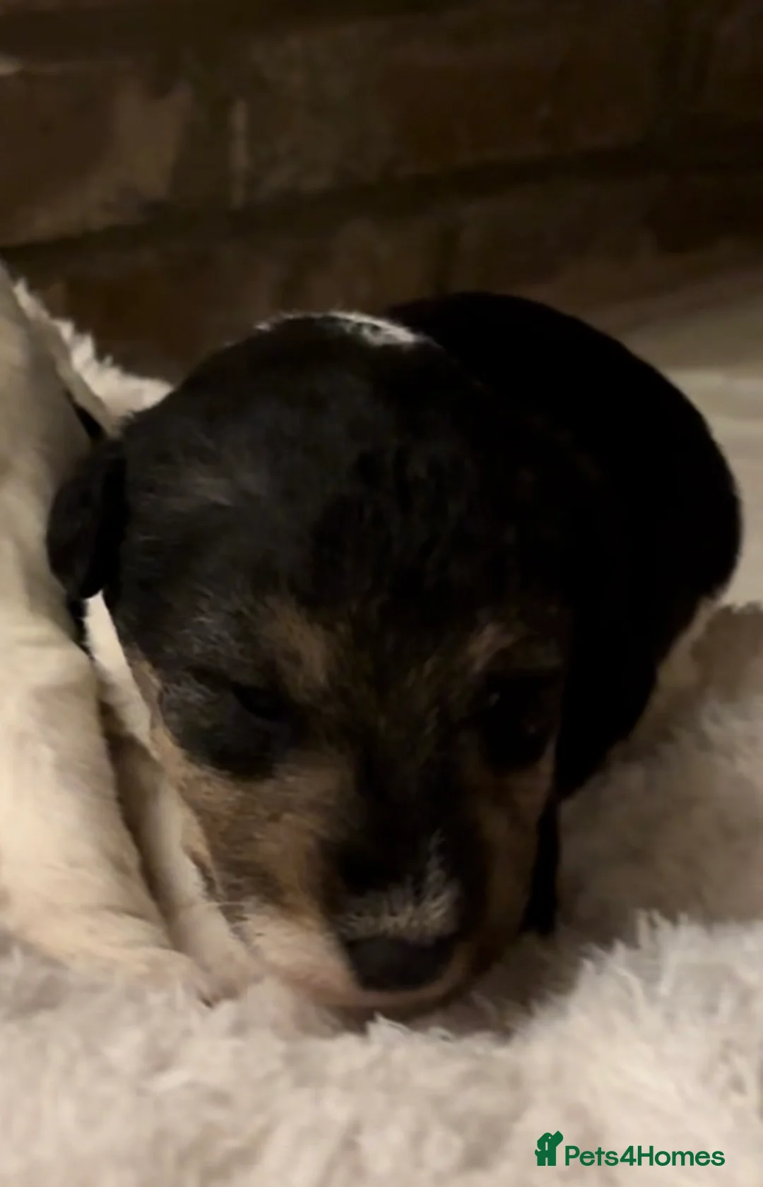 Fox Terrier dogs for sale: *Wire Haired Fox Terrier Pups* - Advert 8