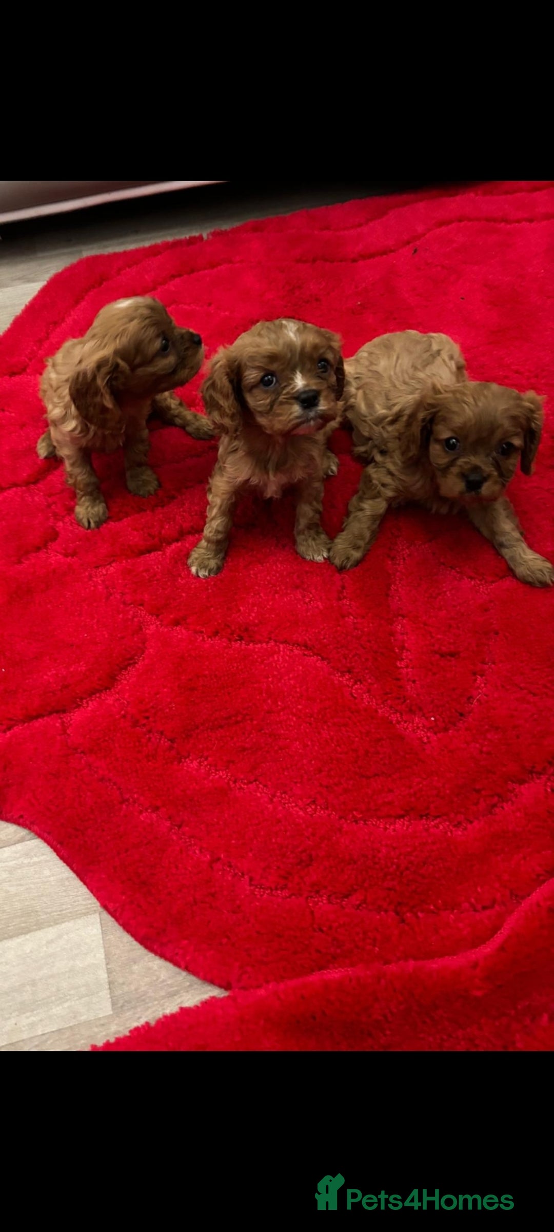 Cavalier King Charles Spaniel dogs for sale: Cavalier King charlies - Advert 3