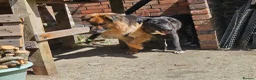 Mixed Breed dogs for adoption: Jacker for adoption in Hastings - Advert 7