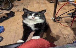 Maine Coon cats for sale: [OREO] LOVING SOFT CARING MAIN COON / RAG DOLL  - Image 5