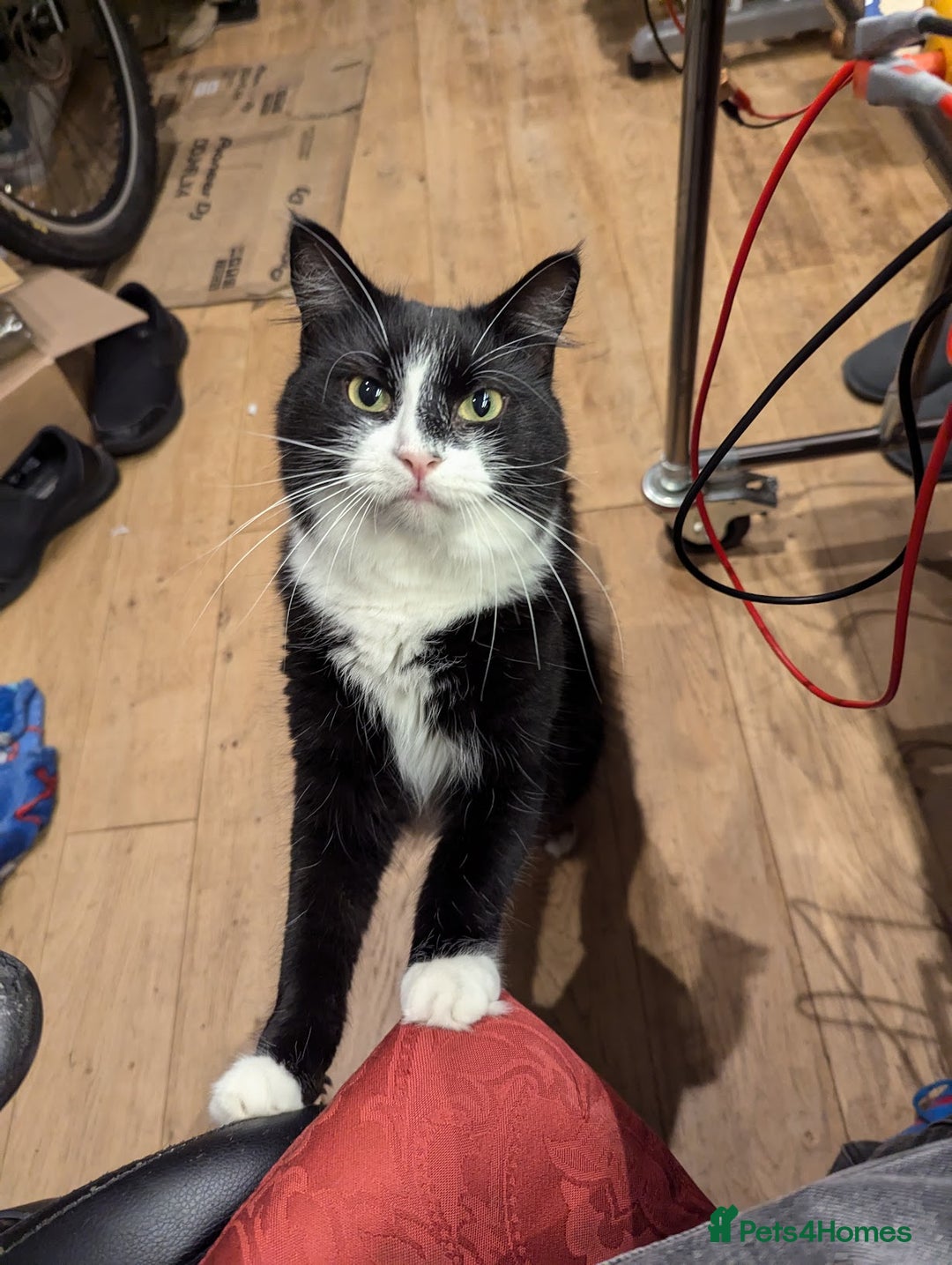 Maine Coon cats for sale: [OREO] LOVING SOFT CARING MAIN COON / RAG DOLL  - Image 5