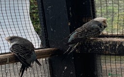 Budgerigars birds for sale: Exhibition style Budgies for sale - Image 5