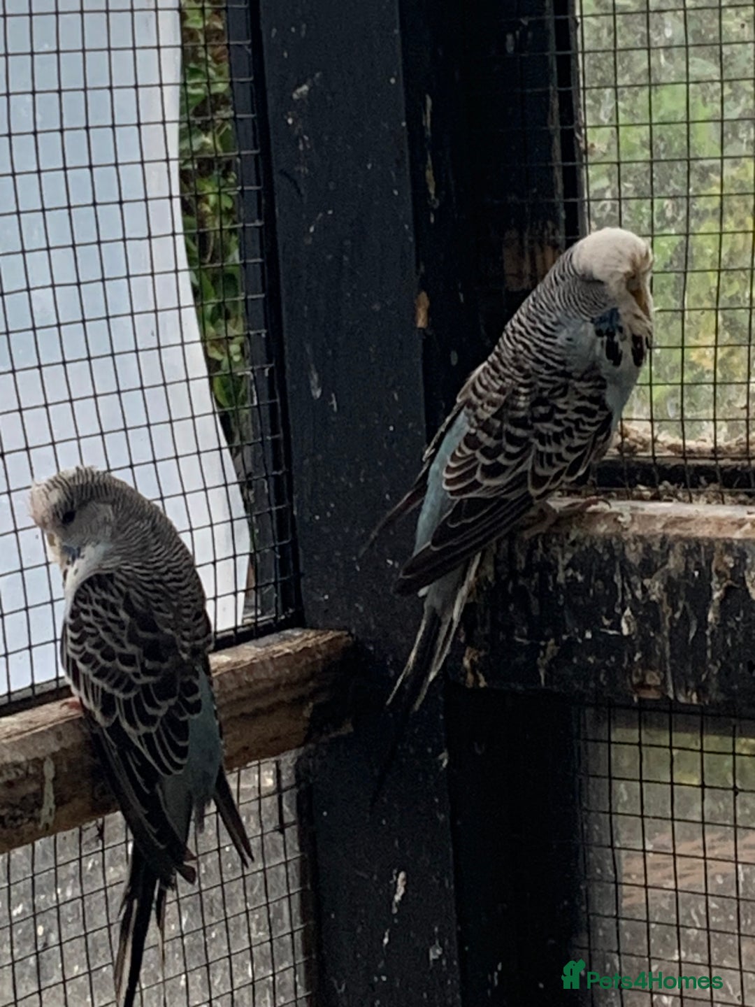 Budgerigars birds for sale: Exhibition style Budgies for sale - Image 5