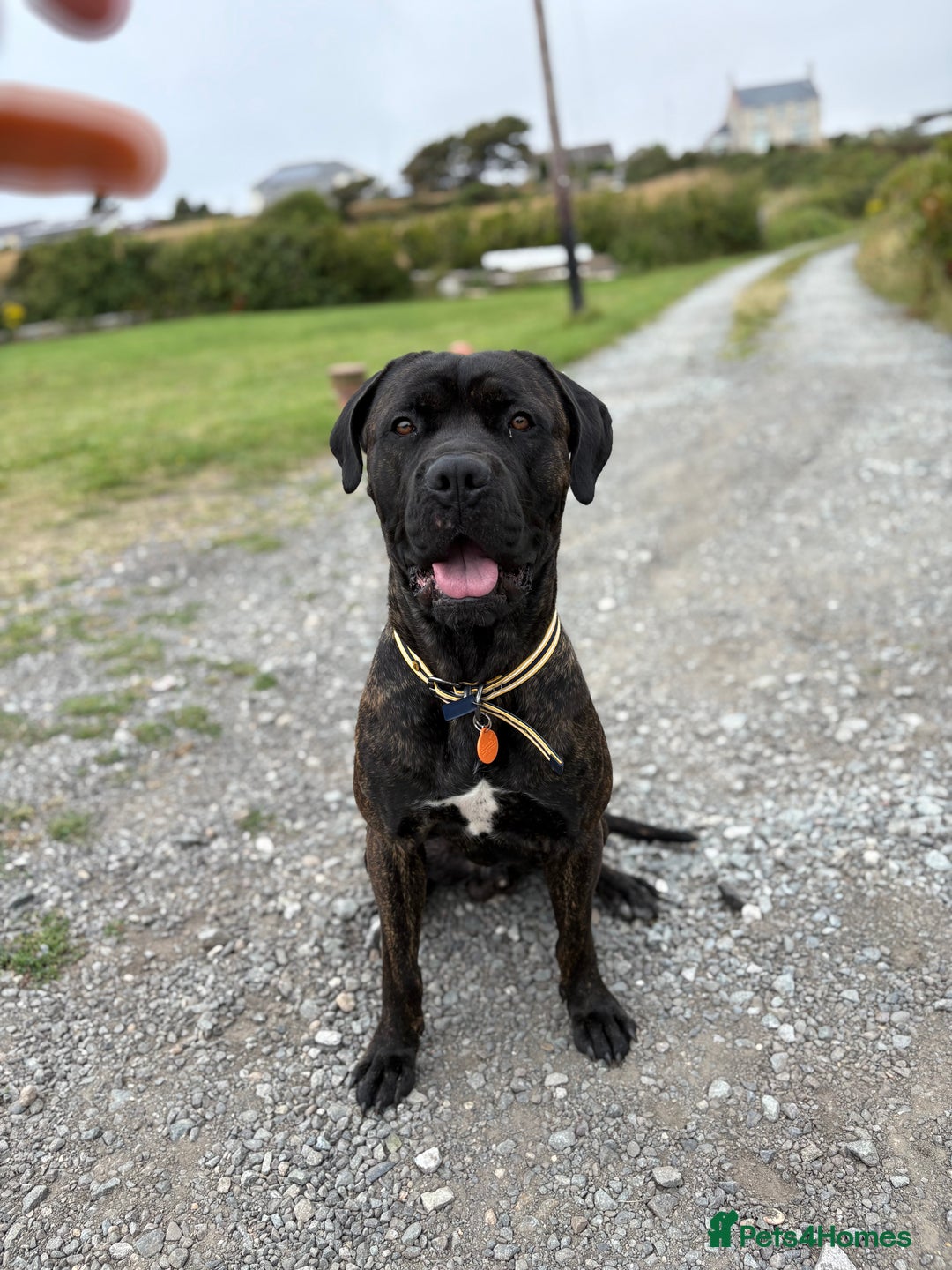 Cane Corso dogs for sale: Clay cane corso - Image 7