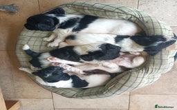 English Springer Spaniel dogs for sale: Well-marked ESS puppies ready for new homes soon - Image 2