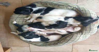 English Springer Spaniel dogs - Advert 5