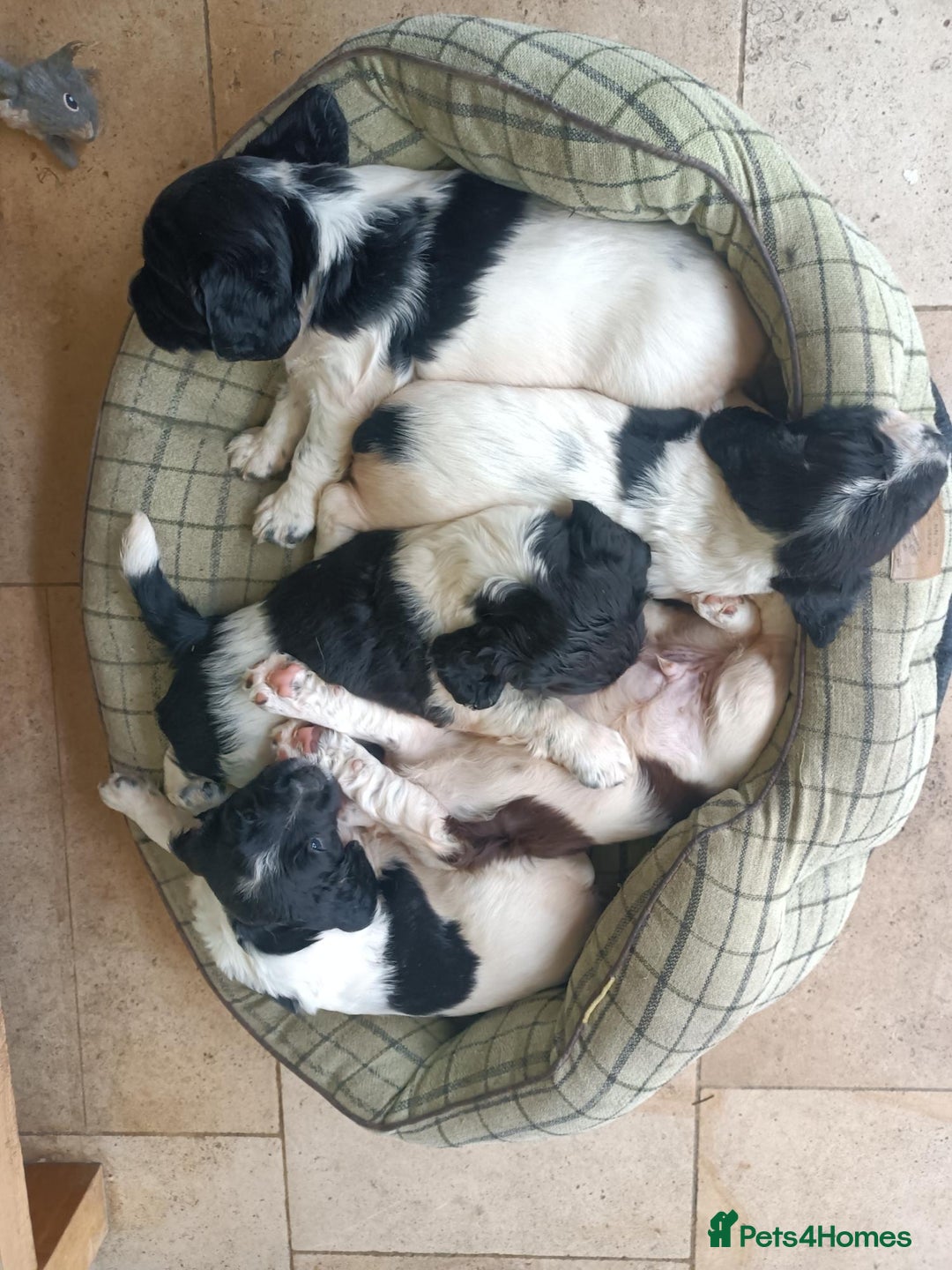 English Springer Spaniel dogs for sale: Well-marked ESS puppies ready for new homes soon - Image 2