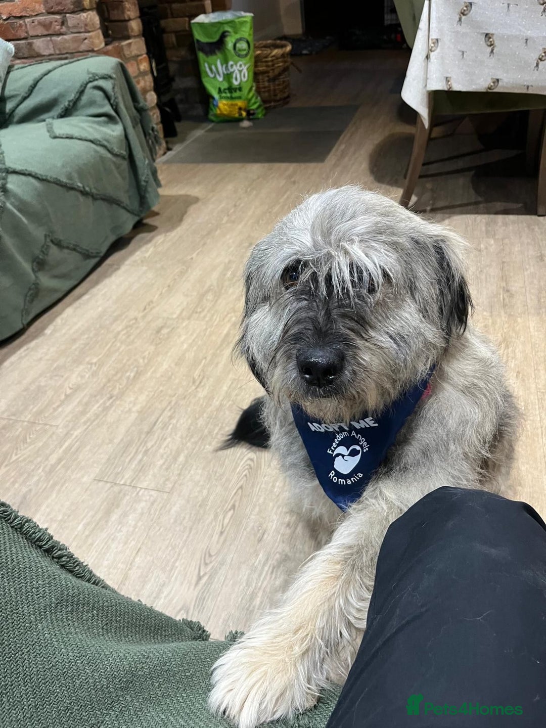 Mixed Breed dogs for adoption: Alexa 🩷 - Advert 1