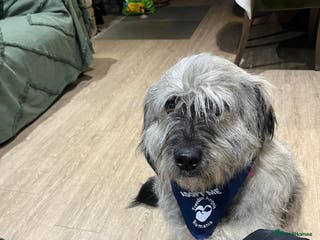 Mixed Breed dogs Alexa 🩷 - Advert 2