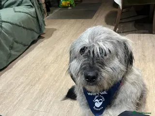 Mixed Breed dogs Alexa 🩷 - Advert 7