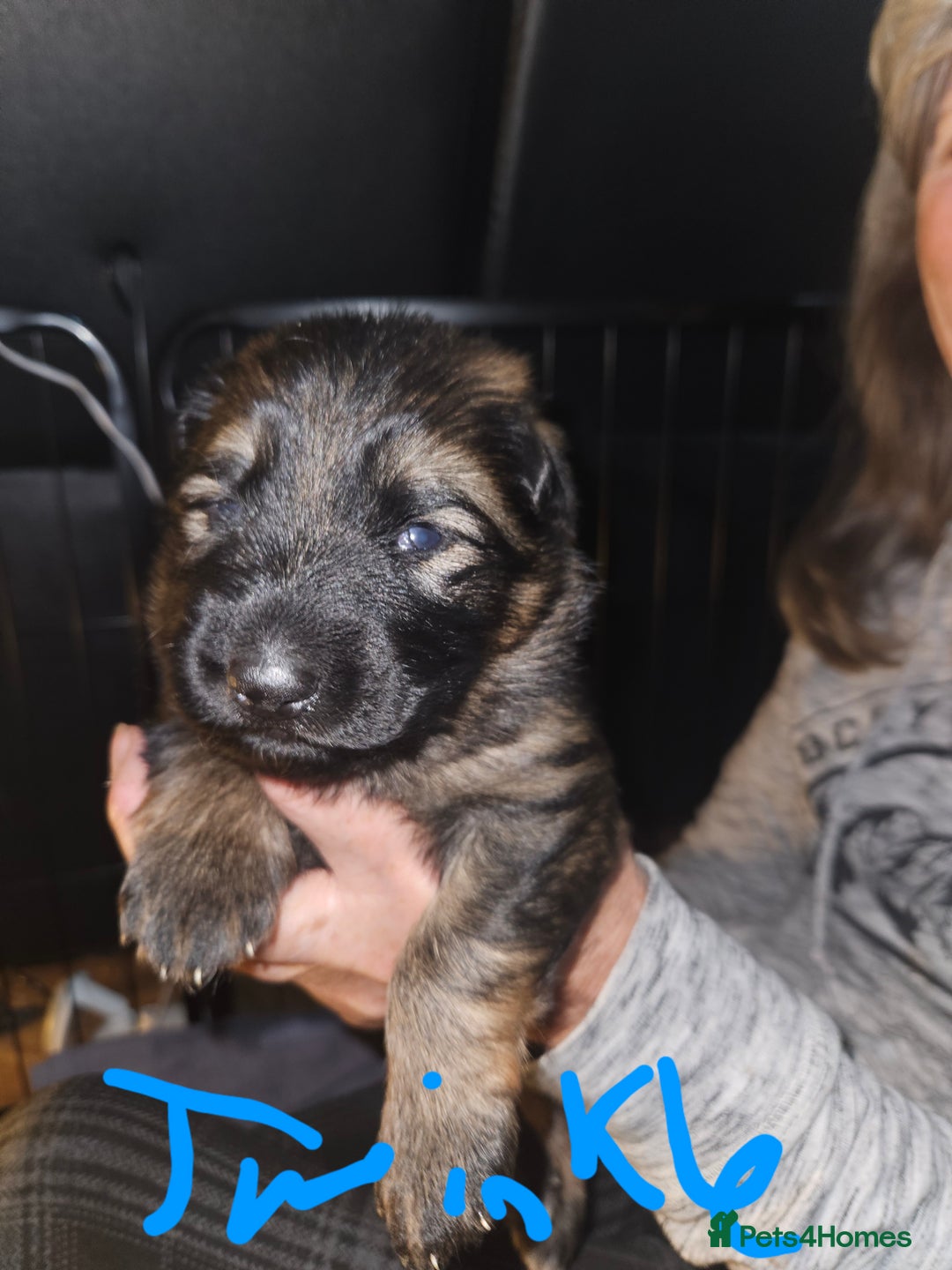 German Shepherd dogs for sale: 5 gorgeous german shepherd puppies for sale  - Advert 12