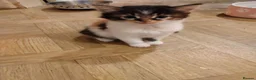Mixed Breed cats for sale: Beautiful kittens looking for forever homes  - Advert 34