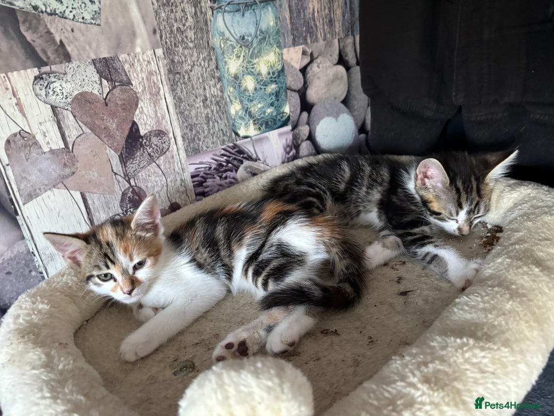Mixed Breed cats for sale: Beautiful loving kittens  - Image 4