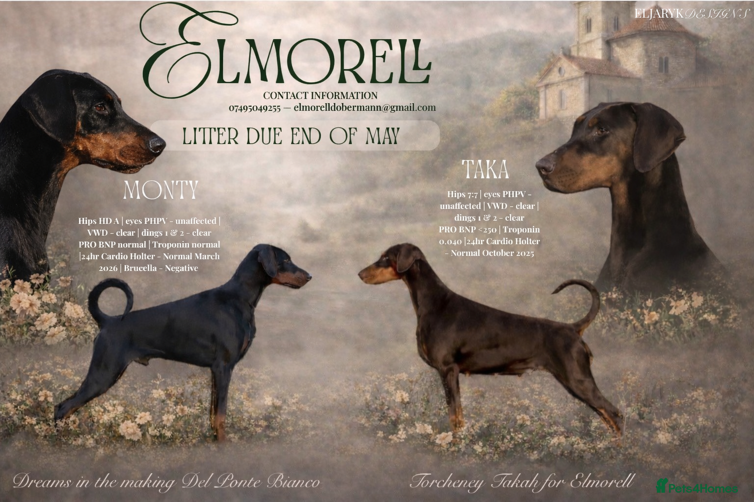 Dobermann dogs  ✨ A Carefully Planned Litter ✨ - Advert 1